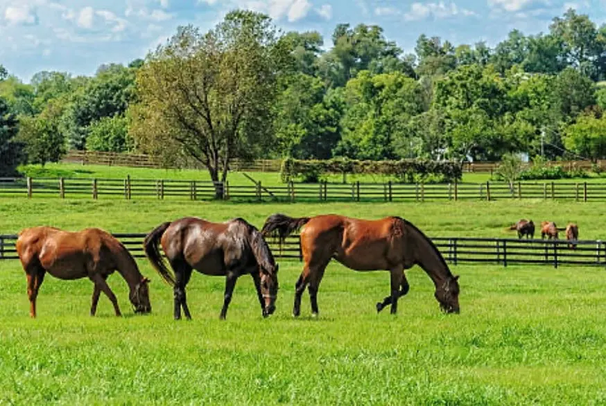 Paddocks and turn out