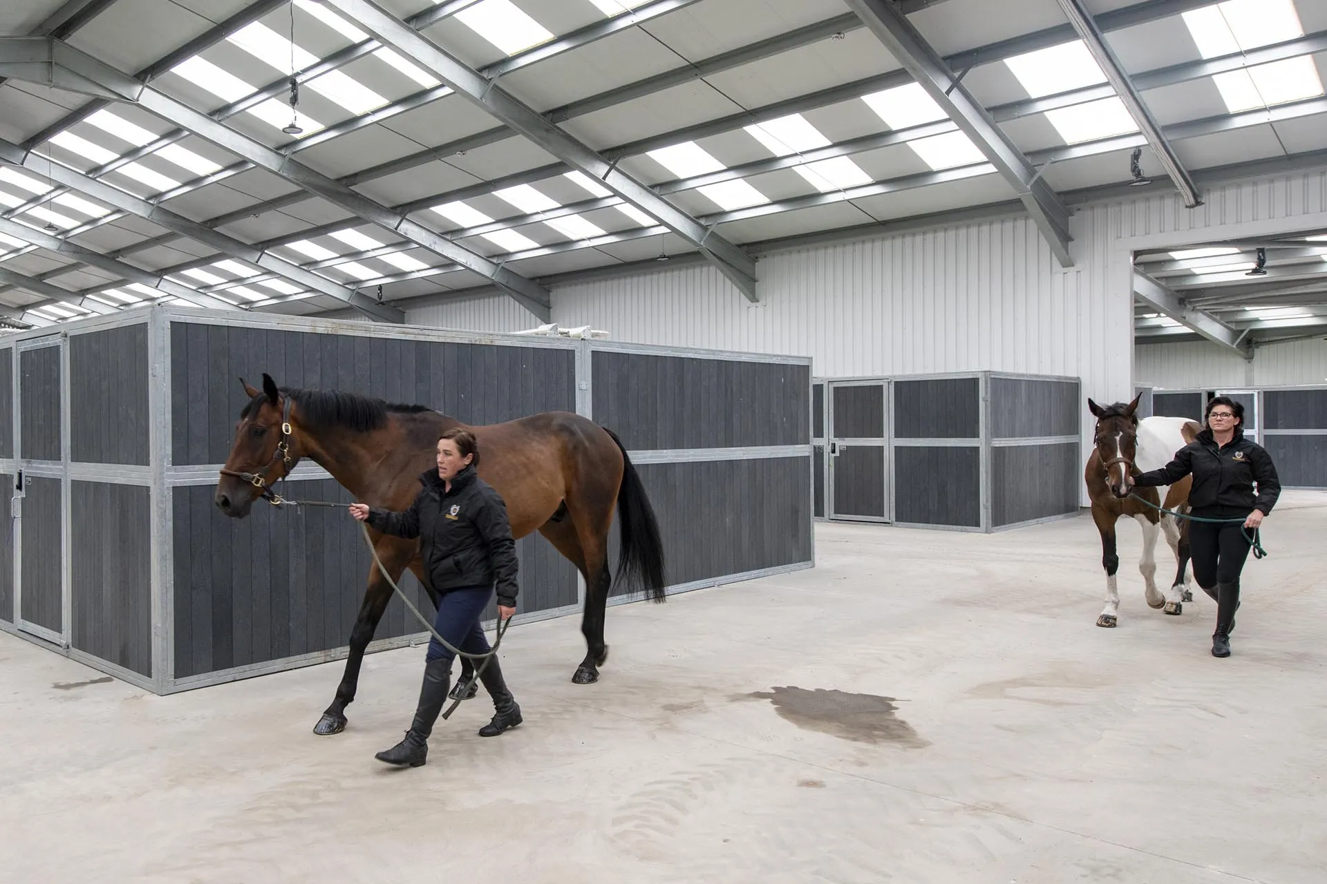 Horses being walked through the stable block